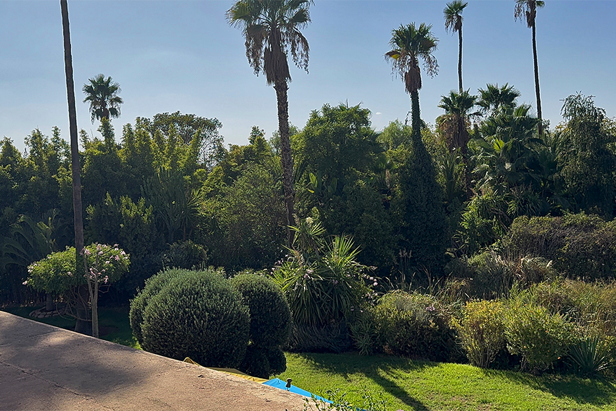 Palm trees in anima garden in Marrakesh, Morocco
